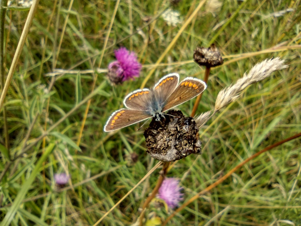 SNCVvolunteers's tweet photo. Good to get out from behind the desk for the annual #Phase1 survey of @SuttonCouncil #RoundshawDowns today. A very rapid survey (only 4 hours), so probably missed a lot! 202 vascular plants recorded, as well as some critters including obliging brown hairstreak, and cattle! 😀 https://t.co/p2zeXW1Rpu