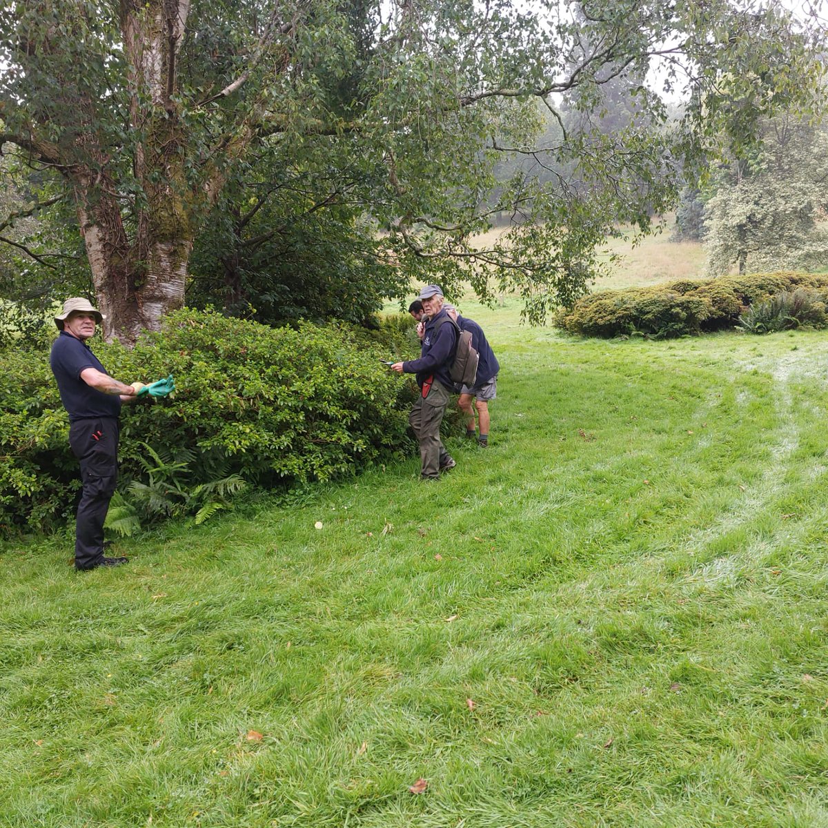 The volunteers have been tidying up the azalea beds in the park with new team member Glyn - welcome to the team!

#cockingtoncountrypark #azaleas #volunteering