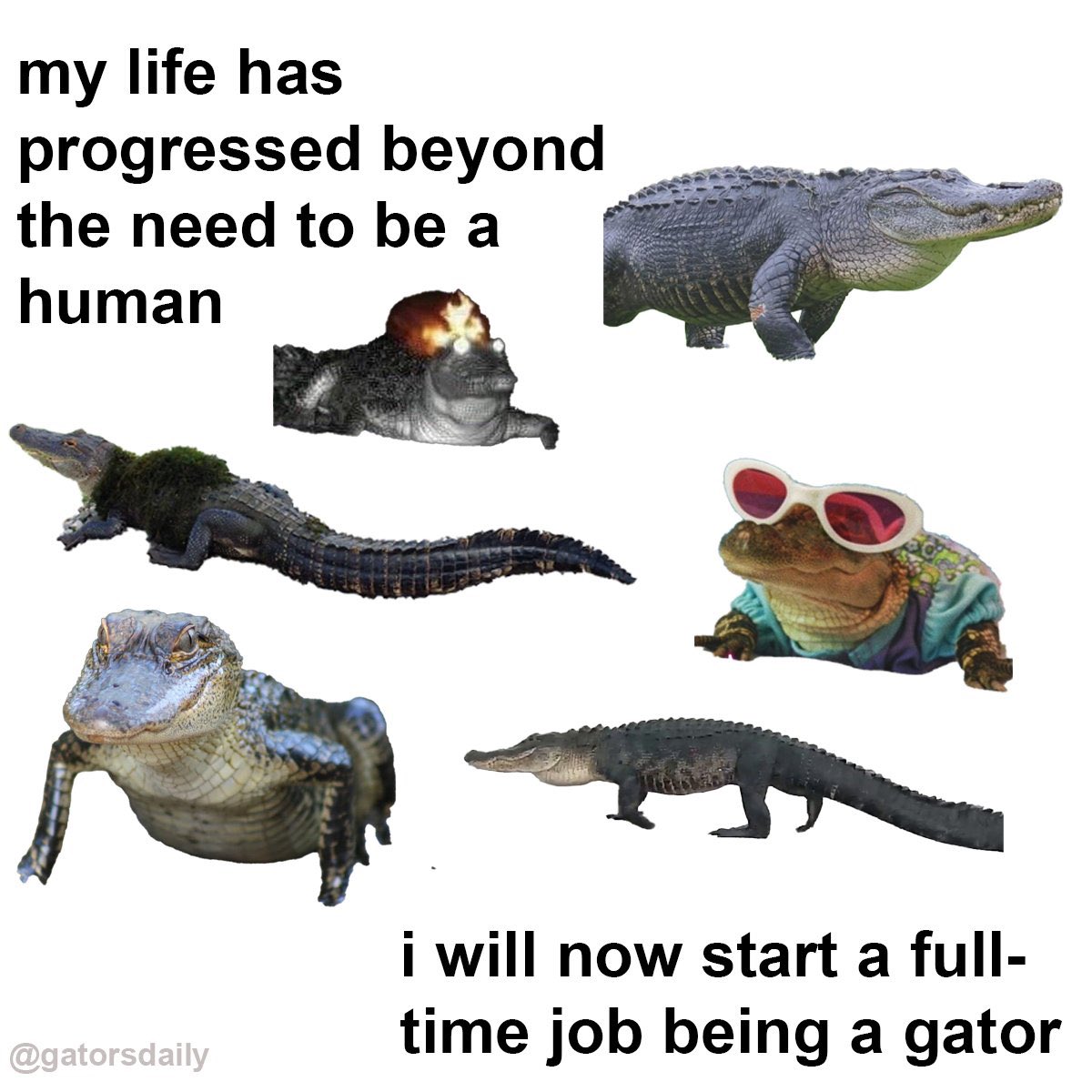 Gators Daily 🐊 (@gatorsdaily) on Twitter photo 