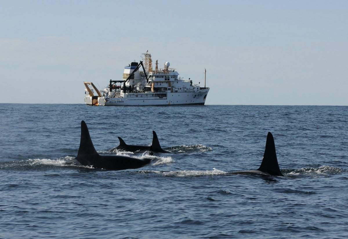 New studies: Epigenetic clocks can help us understand killer whales’ population size, age structure, and reproductive rates. science.org/doi/10.1126/sc…
nature.com/articles/s4358…