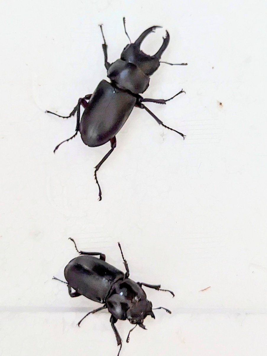 mushisouchan's tweet photo. 灯火採集。カブトムシ多かったけど、アカアシ♂37mmとメスが同じ場所で別の日にいた。 https://t.co/GLsG04giKs