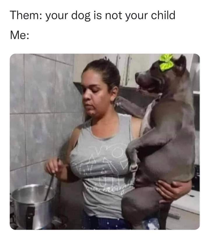 JamesGillian16's tweet photo. #IWasOnceArrestedFor
Treating my dog like a child https://t.co/CgQlzPggS2