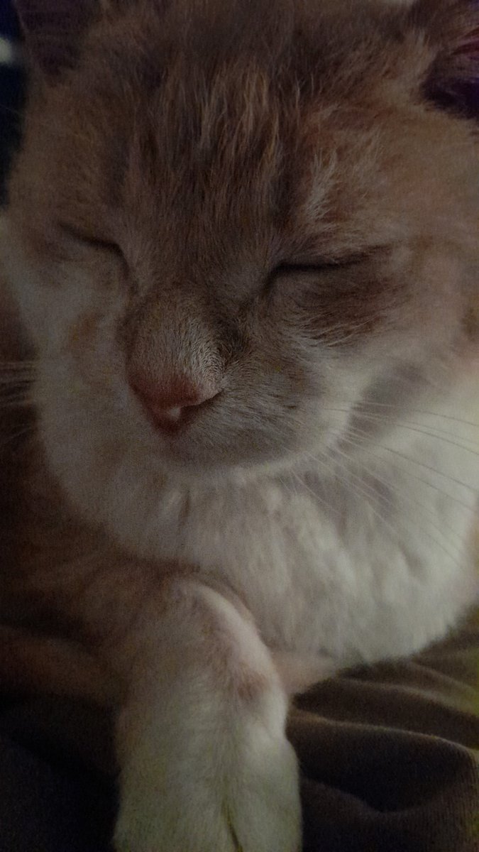 DKMead's tweet photo. Having a nightcap with this beautiful old man. Simple pleasures. #Phlogiston https://t.co/Mb85BhiyIp