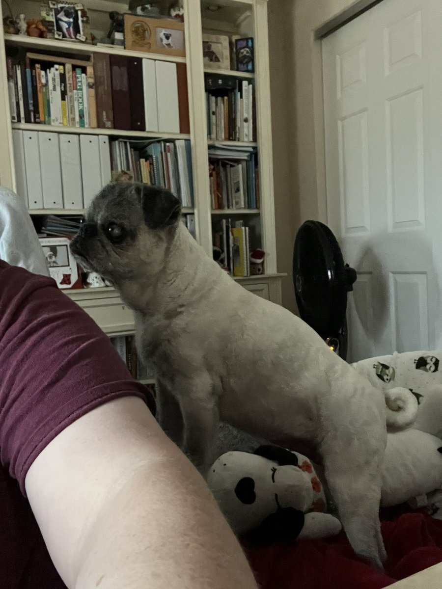 Pia_Pia_the_Pug's tweet photo. My clock telling me it’s time for something… LOL. #time #missingsomething #pug #puglife #puglove #pug #love #adorable #sweet #precious #cute #excuseme #imwaiting #missing #clock #florida #chopchop https://t.co/8jGNEvk4vz