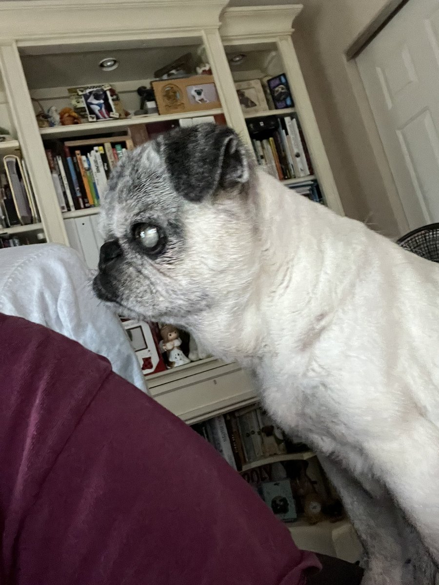 Pia_Pia_the_Pug's tweet photo. My clock telling me it’s time for something… LOL. #time #missingsomething #pug #puglife #puglove #pug #love #adorable #sweet #precious #cute #excuseme #imwaiting #missing #clock #florida #chopchop https://t.co/8jGNEvk4vz