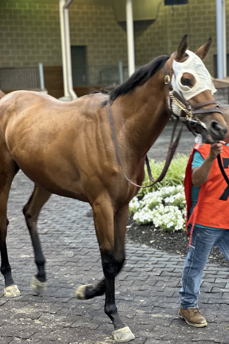 livipitch22's tweet photo. Excited to have stakes-winning jockey @tyler_conner519 piloting our @PA_PHBA big boy next week @HollywoodPenn . Let’s Go! #winningcandy #winchill #whitecandy #candyride @ThePewterStable https://t.co/mtDGi6RvAL
