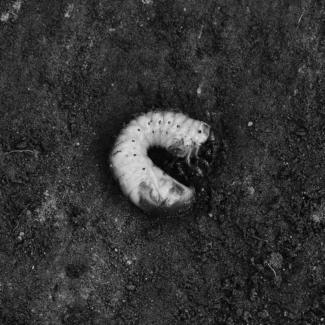Noi_Resor's tweet photo. Nature's mystique in black and white

#Noiresor #NaturePhotography  #blackandwhitephotography   #Monochrome  #bnw  #bnwphotography https://t.co/VVZmR8J58z