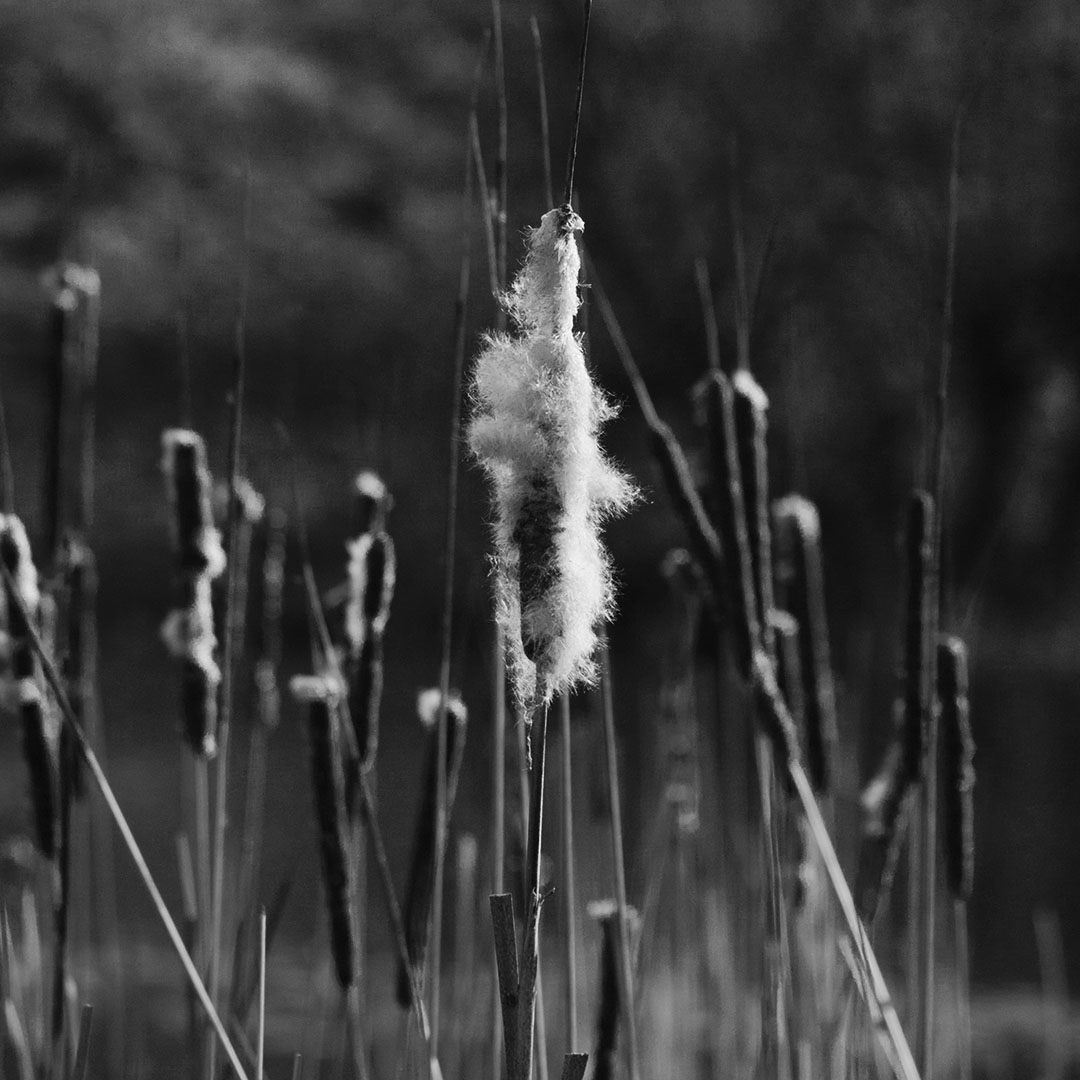 Noi_Resor's tweet photo. Nature's mystique in black and white

#Noiresor #NaturePhotography  #blackandwhitephotography   #Monochrome  #bnw  #bnwphotography https://t.co/VVZmR8J58z