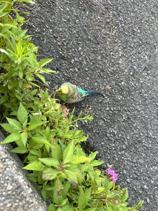 This bird showed up at my doorstep yesterday&hellip; I honestly think someone just dumped him cause they didn&rsquo;t