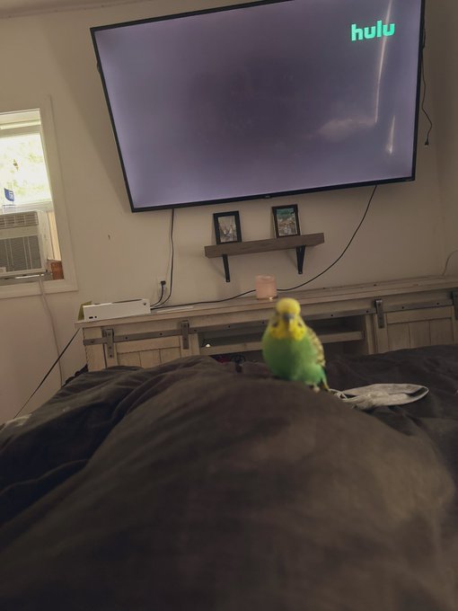 This bird showed up at my doorstep yesterday&hellip; I honestly think someone just dumped him cause they didn&rsquo;t