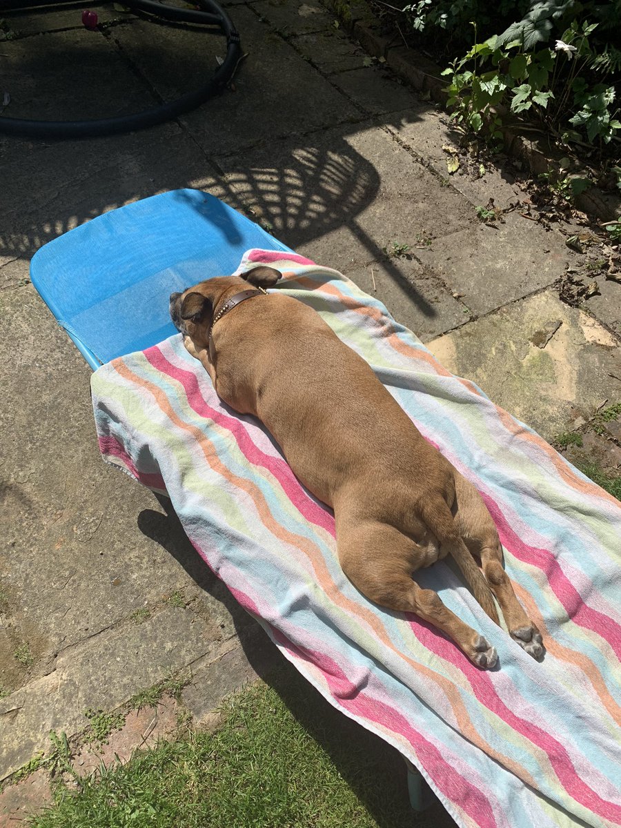 Just a staffie sunbathing #staffie #dog #dogsoftwitter #RESCUEISMYFAVORITEBREED