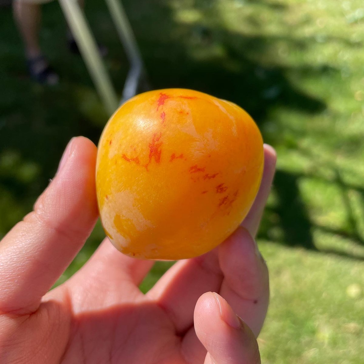 This July, we were able to glean 872 pounds of delicious apples, cherries, blueberries, black currants and plums to share with community members in Richmond thanks to the help of our dedicated volunteers.
Click here to learn more and sign up -urbanbounty.ca/.../richmond-f…