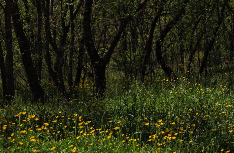 Marie_Boetti's tweet photo. Un parc dans le sud de la France 📷 #photography #Nature #NaturePhotography #Canon #canonphotography https://t.co/YRzv8t43tg