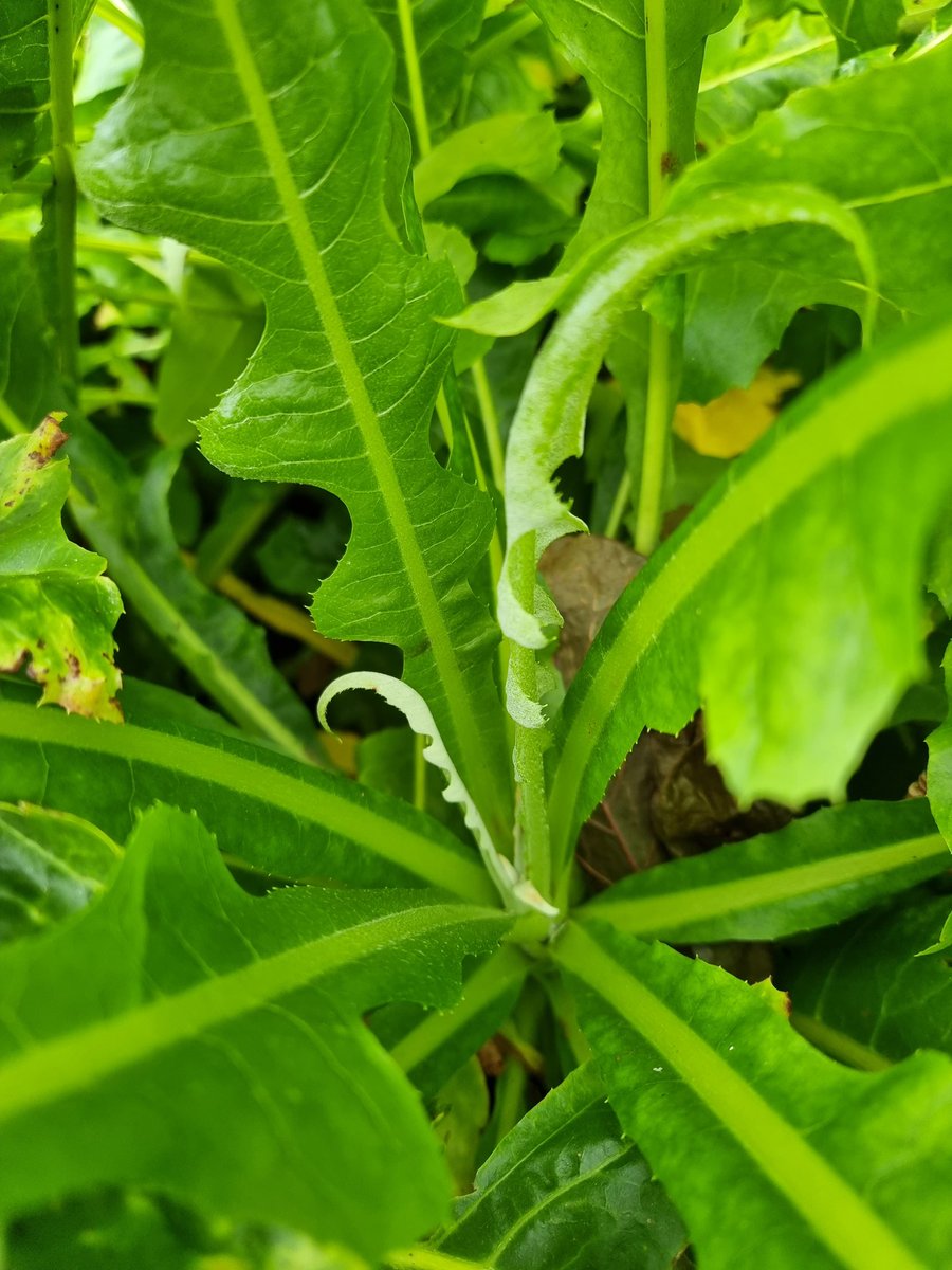 BobMehen's tweet photo. 3 years ago i didn't think much of Sonchus... now i have 3 species! S.fructicosus, S.palmensis & S.canariensis ssp. orotevensis,(all via @MikesRarePlants). #Sonchus #giantdandelion #exotics #gardening #RoselandParc #Cornwall https://t.co/dxT0IypCBe