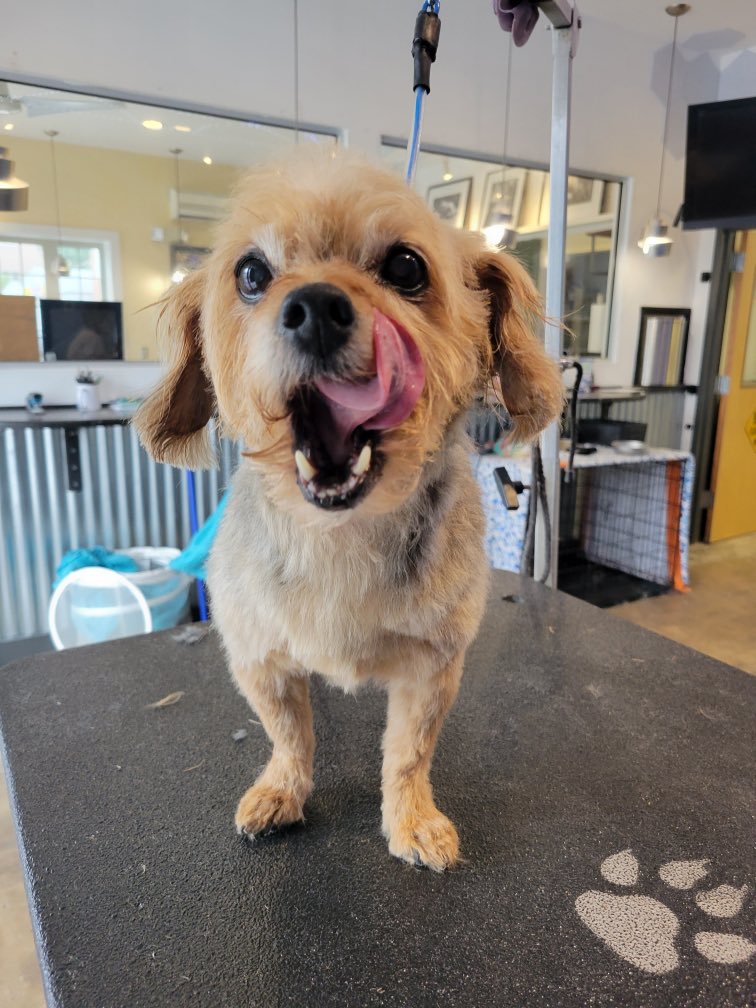 MuttandJoe's tweet photo. Maggie cleans up real nice, doesn’t she? 🛁 ✂️
. 
.
.
#muttandjoe #dogwash #doggrooming #coffeeshop #marylandgroomers #marylanddogs #marylanddogspots #marylandcoffee #mddogs #severnapark #severnaparkmd #severnaparkdogs https://t.co/sNwzHspoG7