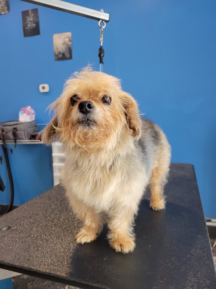 MuttandJoe's tweet photo. Maggie cleans up real nice, doesn’t she? 🛁 ✂️
. 
.
.
#muttandjoe #dogwash #doggrooming #coffeeshop #marylandgroomers #marylanddogs #marylanddogspots #marylandcoffee #mddogs #severnapark #severnaparkmd #severnaparkdogs https://t.co/sNwzHspoG7