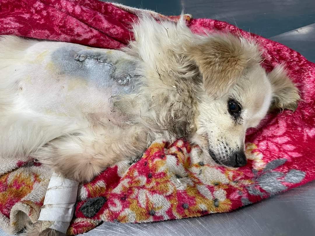 WalterElTuku's tweet photo. ¡Atención! Por favor 🙏🏻 necesito de tu ayuda para ayudar a #Shely tenemos que pagar su operación y medicamentos 🙏🏻😔
Muchas gracias 🙏🏻 https://t.co/SbDwdamK7G