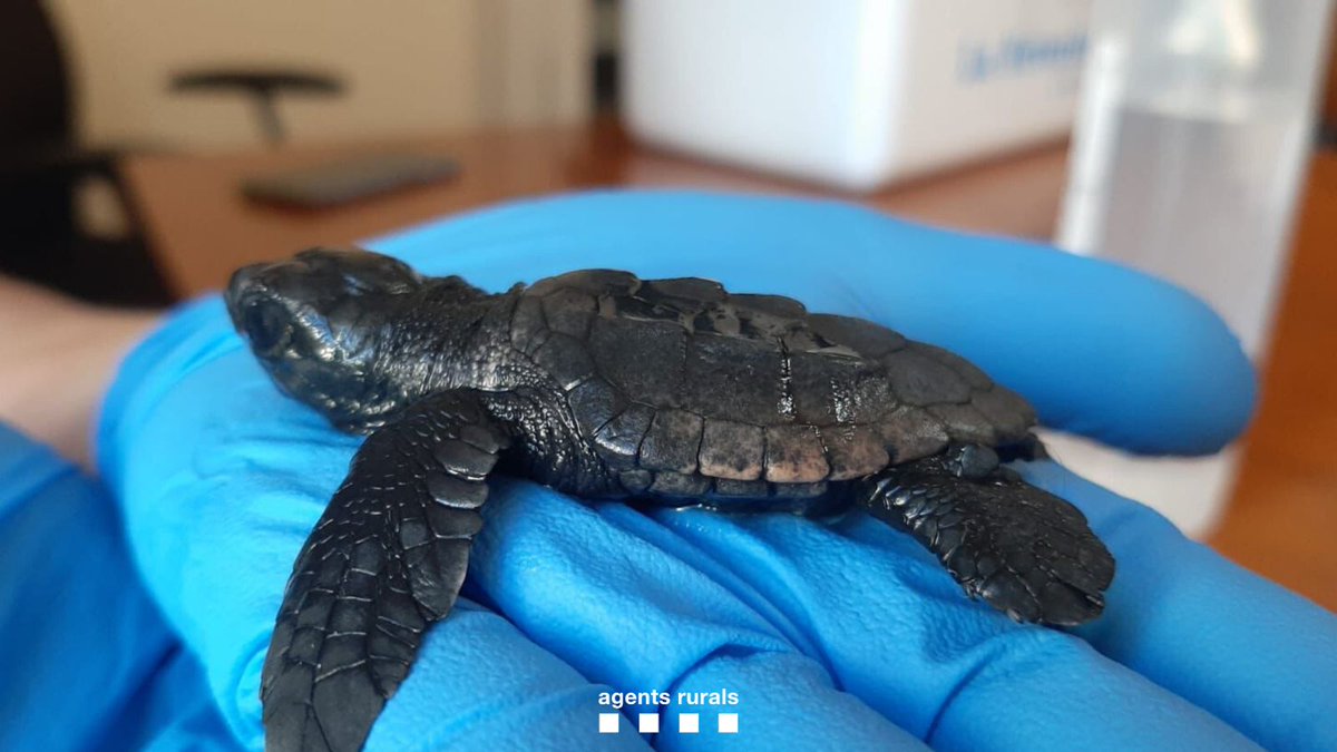 agentsruralscat's tweet image. 🐢 Comencen a nèixer les primeres tortugues careta (cartta caretta) de la temporada a #Begur i #DeltadelEbre.

📈 #Sabiesque aquest any s'ha batut el rècord de postes a la costa catalana des de que es tenen registres?