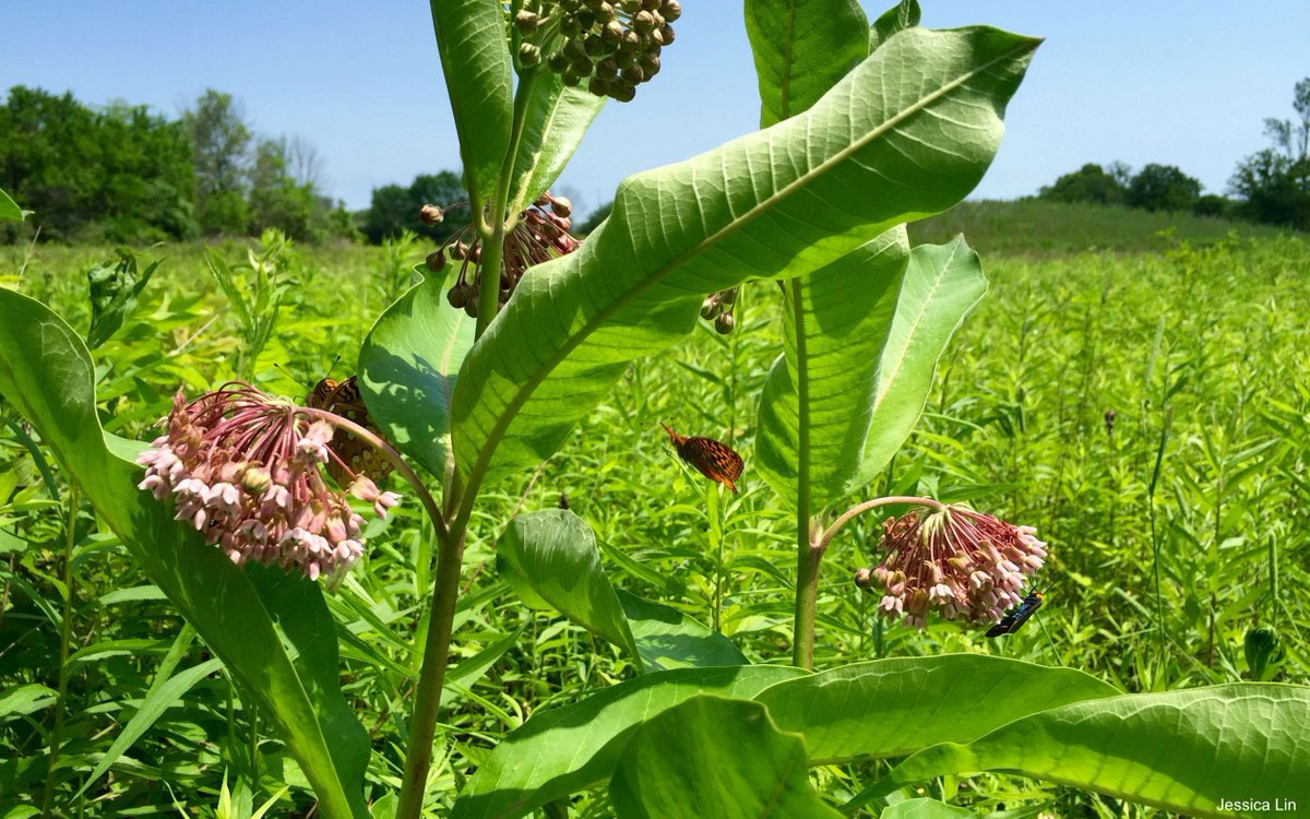 nature_org's tweet photo. 🚨Calling all teachers! Conducting a habitat survey is an interactive way to expose your students to nature found around their community. Learn how to conduct habitat surveys with Nature Lab! https://t.co/i2Wt24tsiZ https://t.co/roog5oXSNK