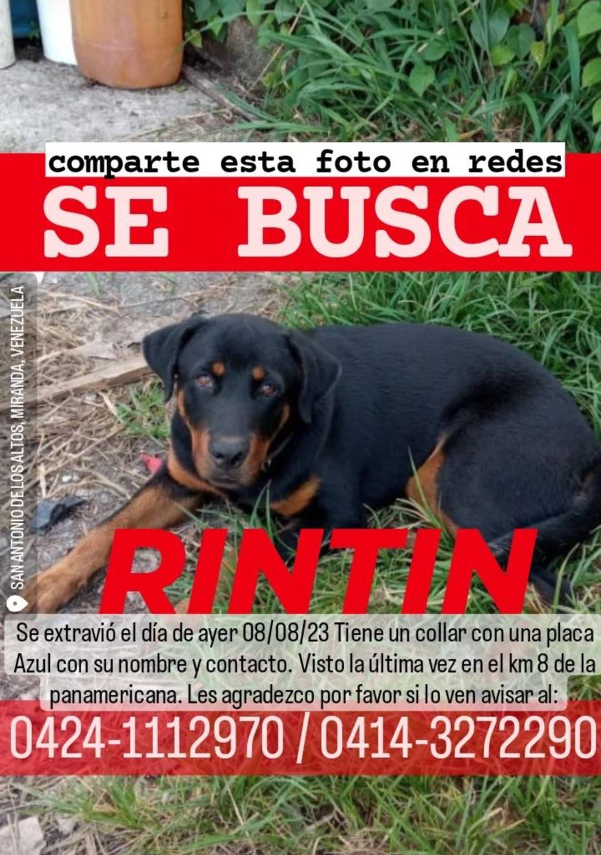 PerroUsuario Wof '•' tweet media
