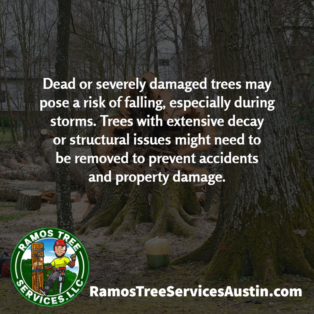 ramostreesvc's tweet image. Dead or severely damaged trees may pose a risk of falling, especially during storms. Trees with extensive decay or structural issues might need to be removed to prevent accidents and property damage.

Contact Us: tinyurl.com/2m2scw4e

#TreeService #ProfessionalTreeCare