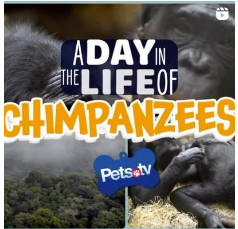 projectchimps's tweet photo. Come along as https://t.co/qpdUEBYD0u takes you on an awe-inspiring expedition as we immerse ourselves in “A Day In The Life Of Chimpanzees” 🐵 this Friday, August 11th at 9pm PT!
Check your local listings for https://t.co/qpdUEBYD0u!
#Chimpanzees #Petsdottv #PetsTV https://t.co/mK48Y4ihyV