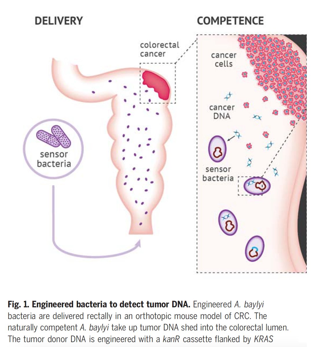 Eric Topol (@erictopol) on Twitter photo It seems like sci-fi. They engineered bacteria to detect colon cancer.
science.org/doi/full/10.11… <a href="/ScienceMagazine/">Science Magazine</a> #synbio It seems like sci-fi. They engineered bacteria to detect colon cancer.
science.org/doi/full/10.11… <a href="/ScienceMagazine/">Science Magazine</a> #synbio