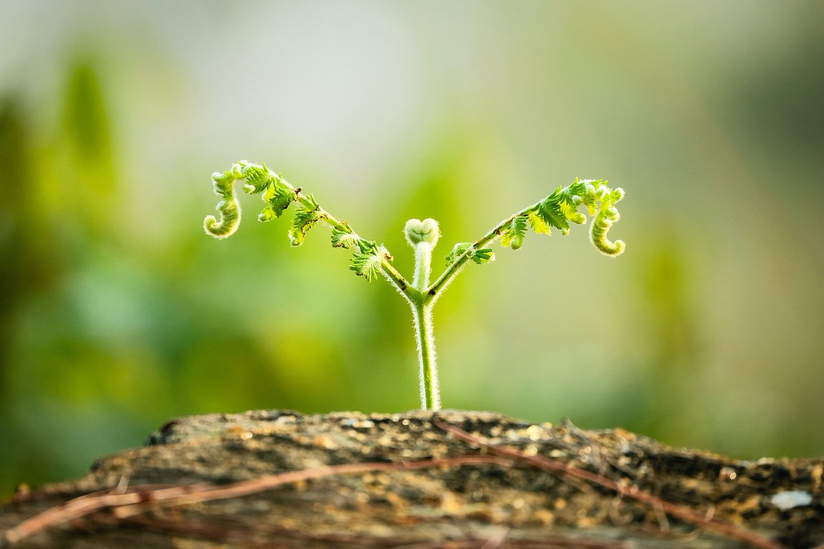 TeddyISD's tweet image. #Thursdaythoughts : Growth often occurs outside of our comfort zones.

What's one way you plan to step out of your comfort zone and grow this week? 

#stepoutside #growth #embracegrowth #careeradvice #careergrowth #careerdevelopment #personaldevelopment