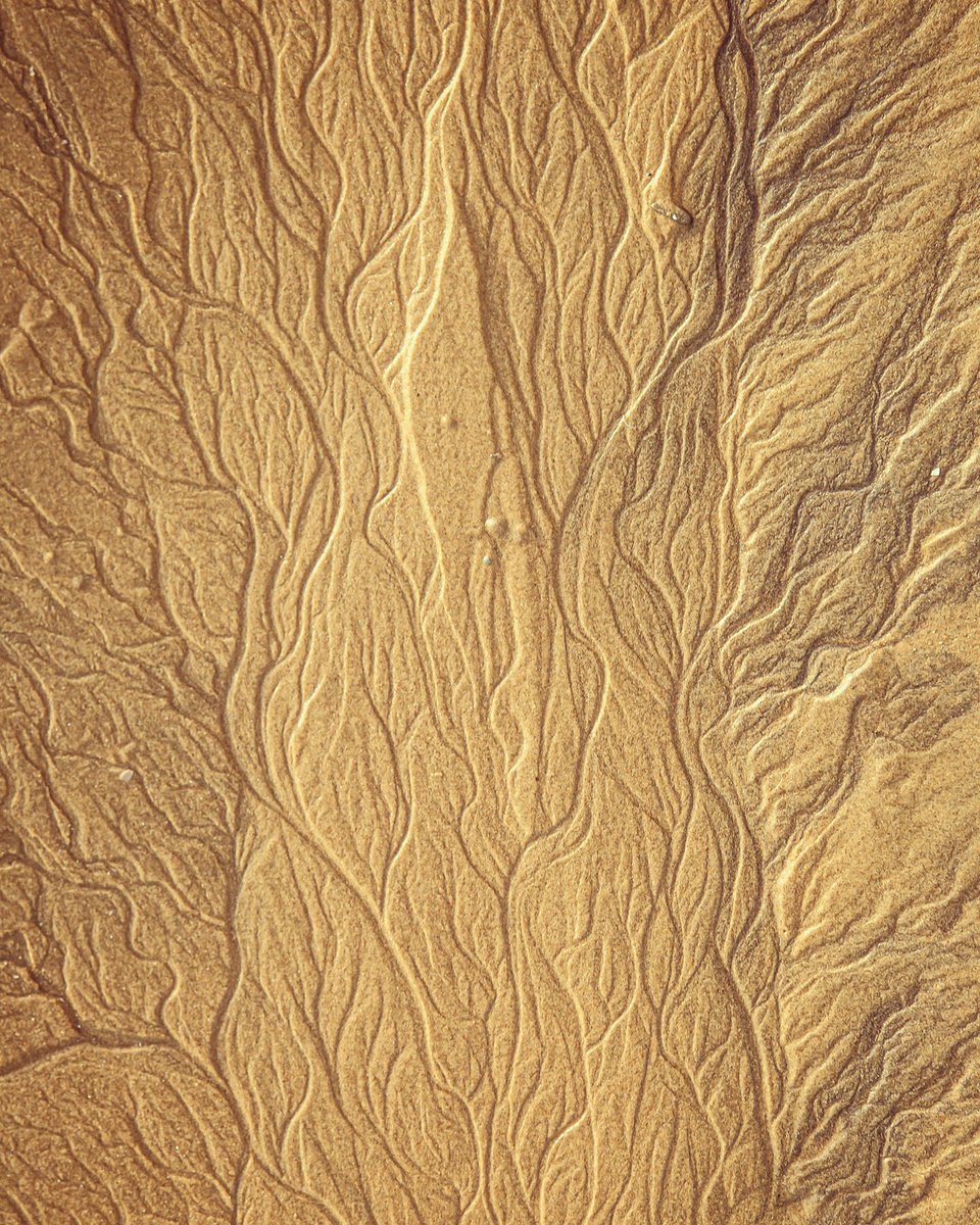 JohnThrelfall_'s tweet image. Sand details, I love the miniature veins where the water has drained off. Natures magical patterns.

#lythamstannes #sandpatterns #fyldecoast #beachvibes
