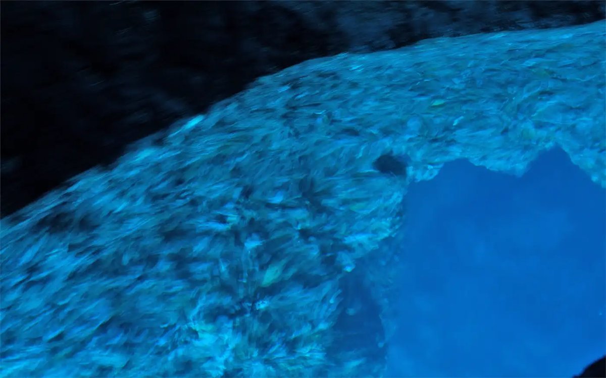 bluesharksplit's tweet photo. 🚤Blue Cave Bisevo: A Leading Boat Tour in Dalmatia - Travel Blog🚤
#boattrip #boatexcursion #visitdalmatia #crystalclearsea #speedboattour #croatiatravel #islandhvar #bluesharksplit #bluecavebisevo
https://t.co/J5XSjZpAlK https://t.co/mcCU1tOhEK