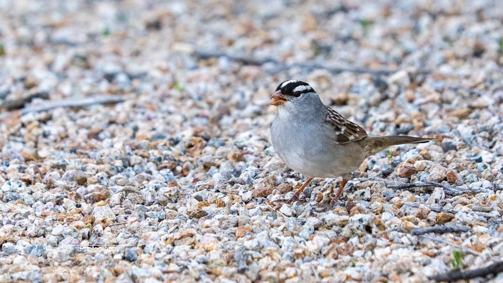 ImagesbyTDashfi's tweet photo. @VisualsbySauter White crowned Sparrow. #birdphotography #NaturePhotography https://t.co/jMbttM2Amb