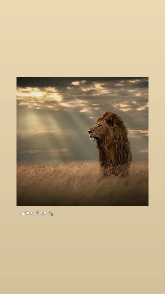 Lion Day.