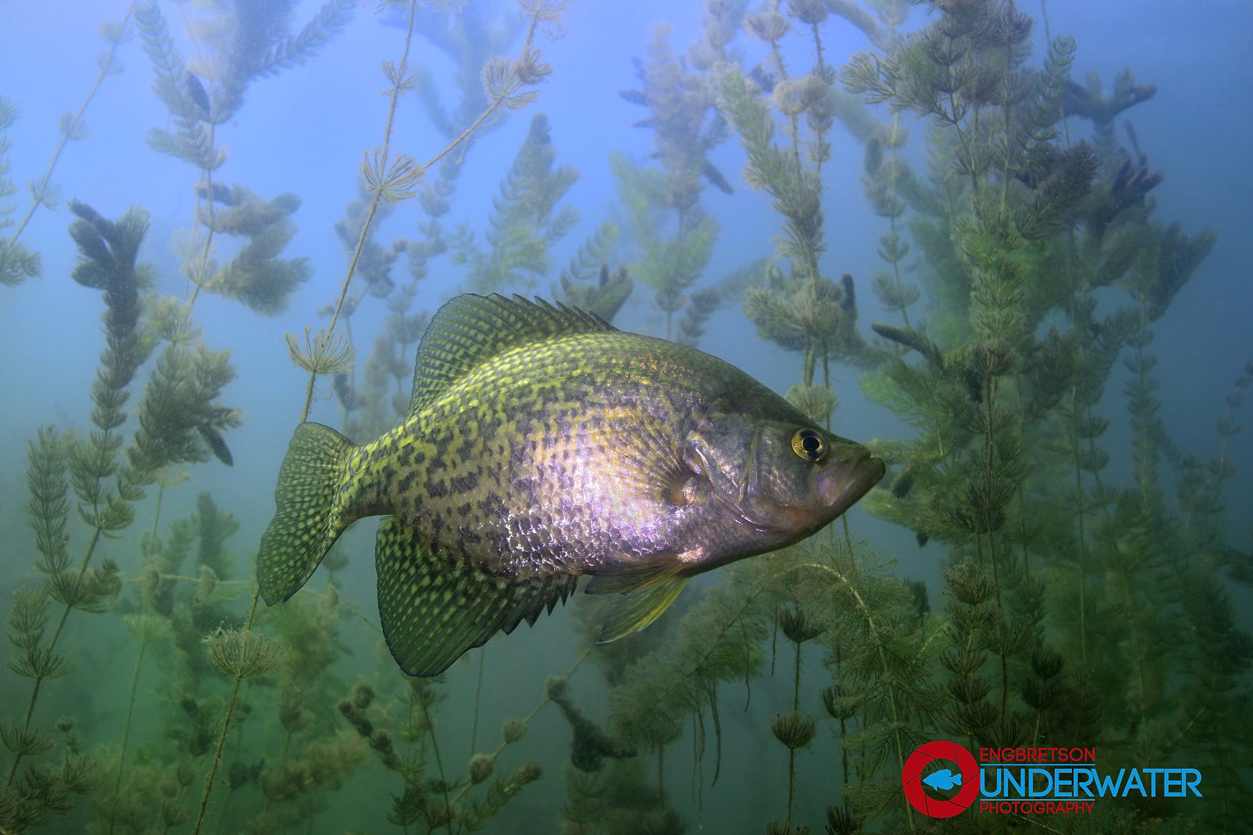 Engbretson Underwater Photography on X: By late summer, Black Crappie,  like this one, can often be found suspended in or near tall and thick  vegetation in deeper water.  / X