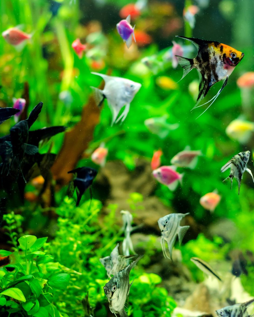 AW_SanDiego's tweet image. 🐠 Because you have a planted aquarium does that mean you can have even more fish? We&apos;ve got the answers: bit.ly/3Ys3tdF 

.
#aquaticwarehouse #fish #fishtank #freshwater #aquariumstore #sandiego #plants