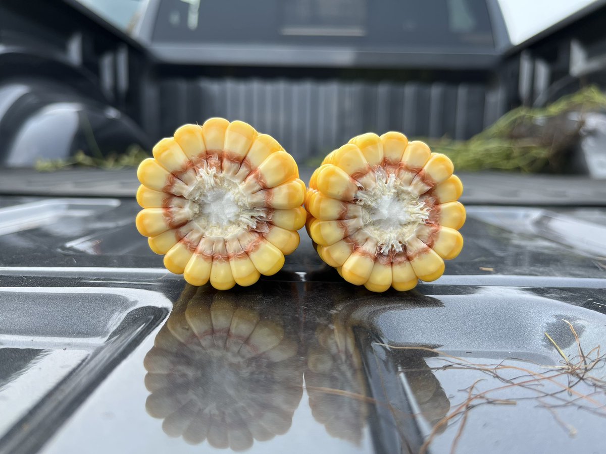 JABBspe's tweet photo. It may not feel like fall, but our growers in North Carolina are getting close to harvest! #biologicals #endophytes #harvest2023 https://t.co/WkwPgg7KAJ