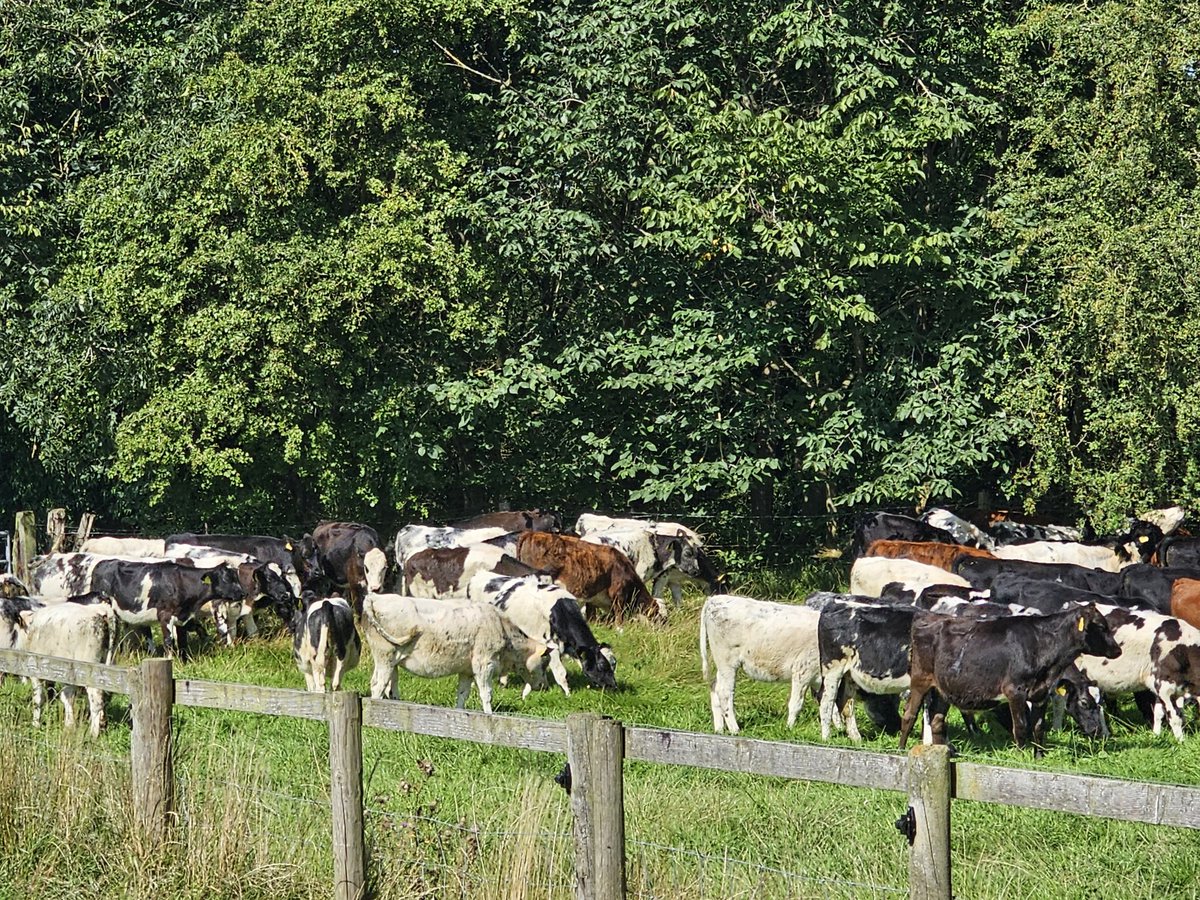 muirtwit's tweet photo. Busy day worming and bolusing #Beefys and #heifers today, it's been a toasty one. 🌞🌞😎 https://t.co/7yDs0Mwv9D