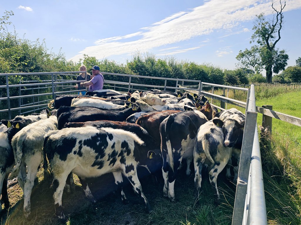 muirtwit's tweet photo. Busy day worming and bolusing #Beefys and #heifers today, it's been a toasty one. 🌞🌞😎 https://t.co/7yDs0Mwv9D