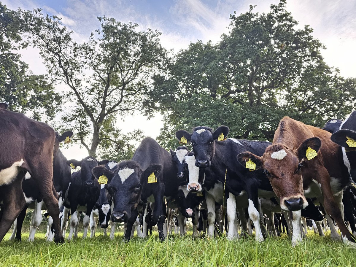 muirtwit's tweet photo. Busy day worming and bolusing #Beefys and #heifers today, it's been a toasty one. 🌞🌞😎 https://t.co/7yDs0Mwv9D