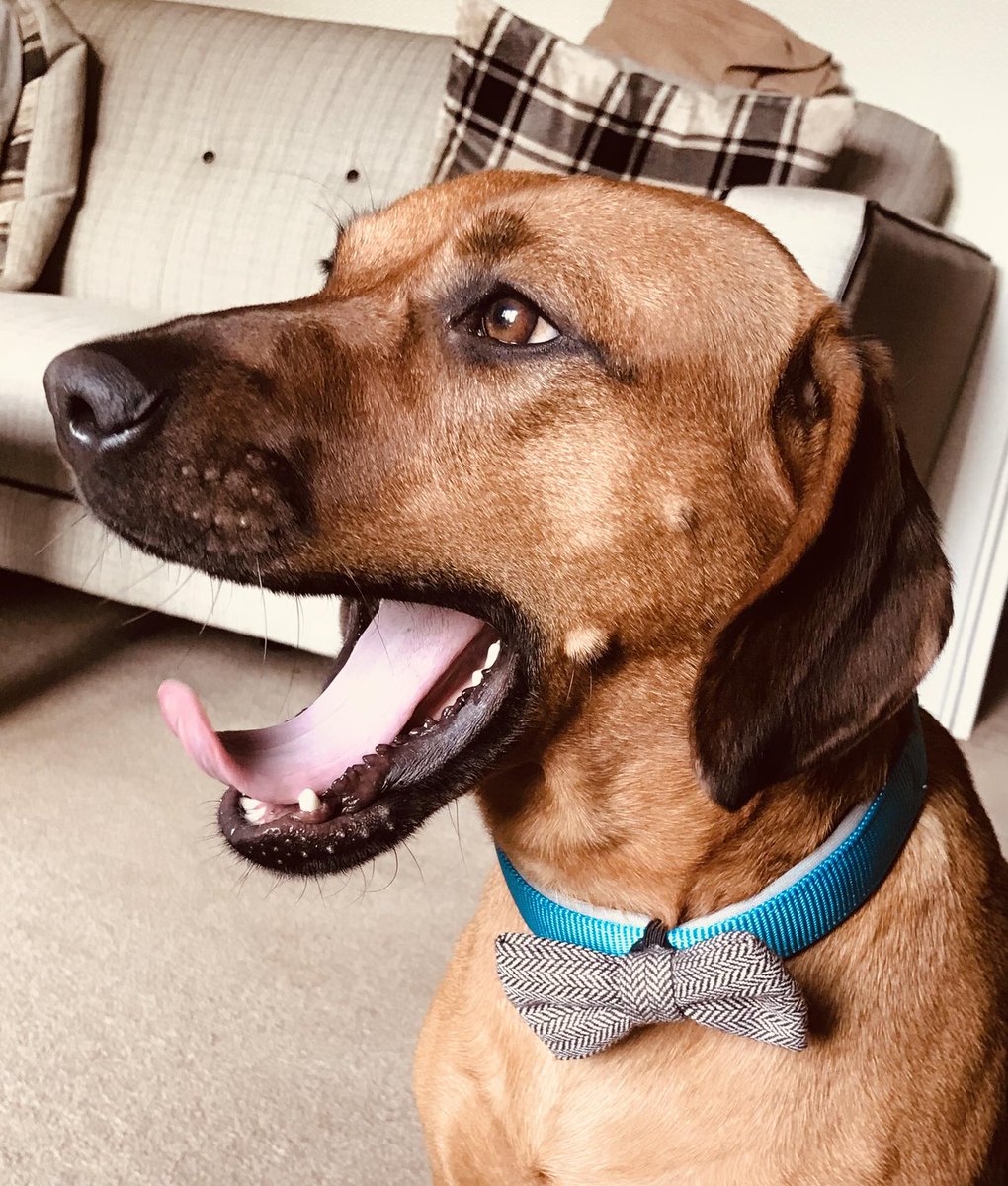 Elmster28's tweet photo. @AldiUK Meet Max, our 2 year old #rescue dog from the Dogs Trust 🥰🐶 #EarlsPooches https://t.co/mOe1Q7IxcY