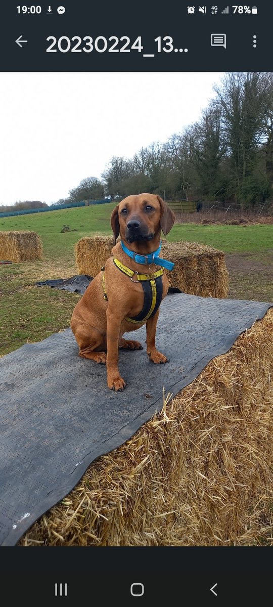 Elmster28's tweet photo. @AldiUK Meet Max, our 2 year old #rescue dog from the Dogs Trust 🥰🐶 #EarlsPooches https://t.co/mOe1Q7IxcY