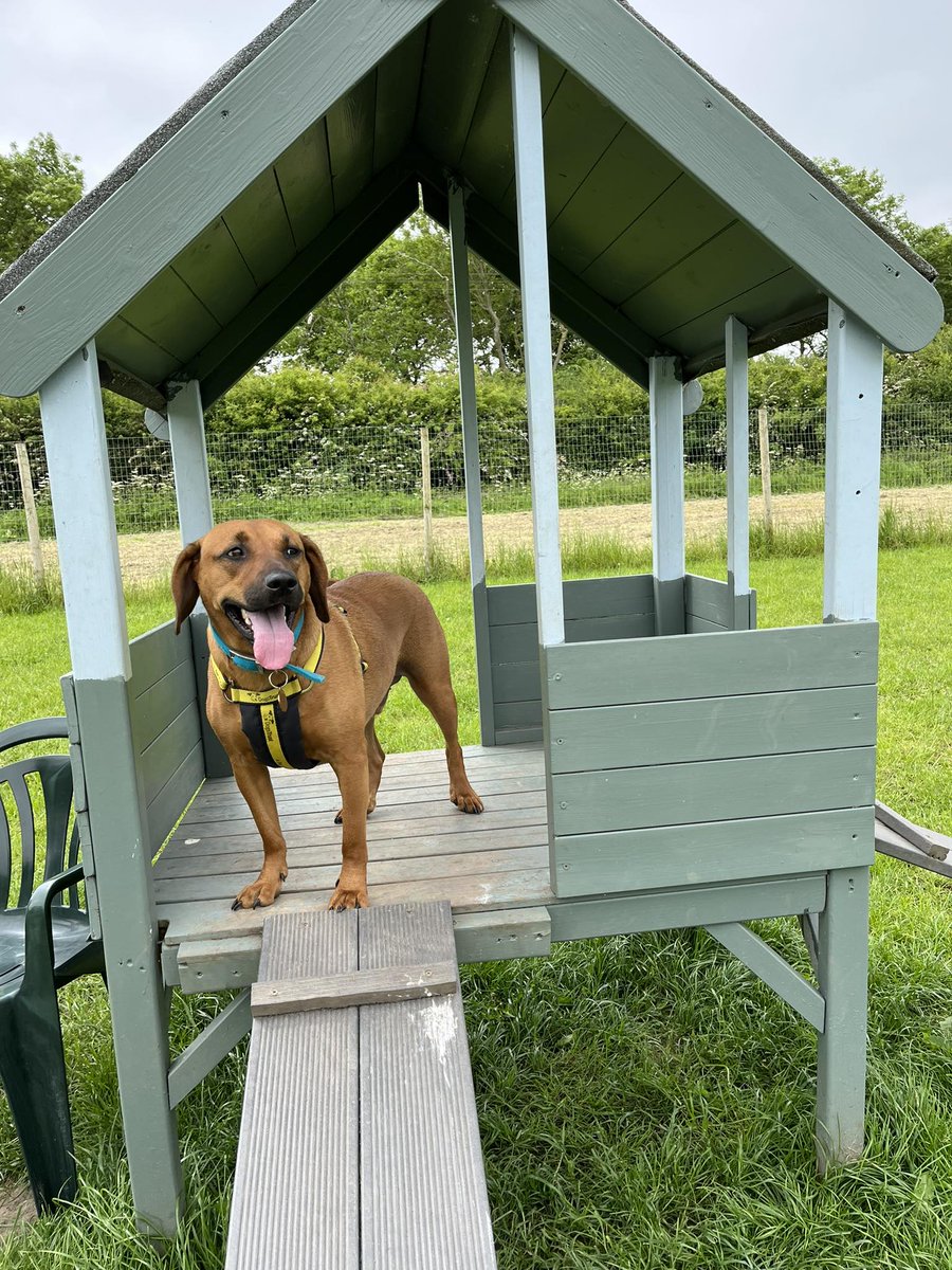 Elmster28's tweet photo. @AldiUK Meet Max, our 2 year old #rescue dog from the Dogs Trust 🥰🐶 #EarlsPooches https://t.co/mOe1Q7IxcY
