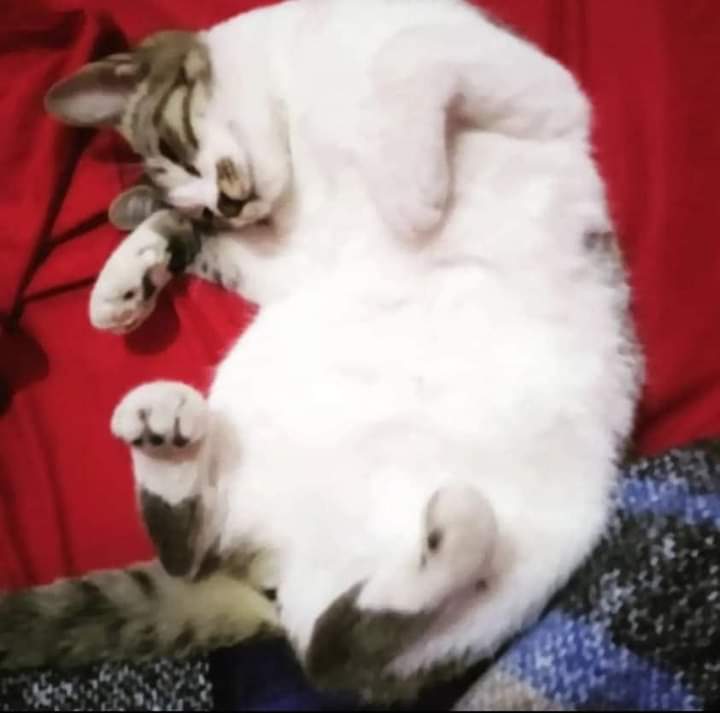 Fergievalenzue2's tweet photo. @Angiefloreshn Ay nosotros en casa tenemos los nuestros renatita y naranjin aunque renatita está enfermita los Amamos como se llama tu gatito mi Angie? https://t.co/kkV6aOTt5a