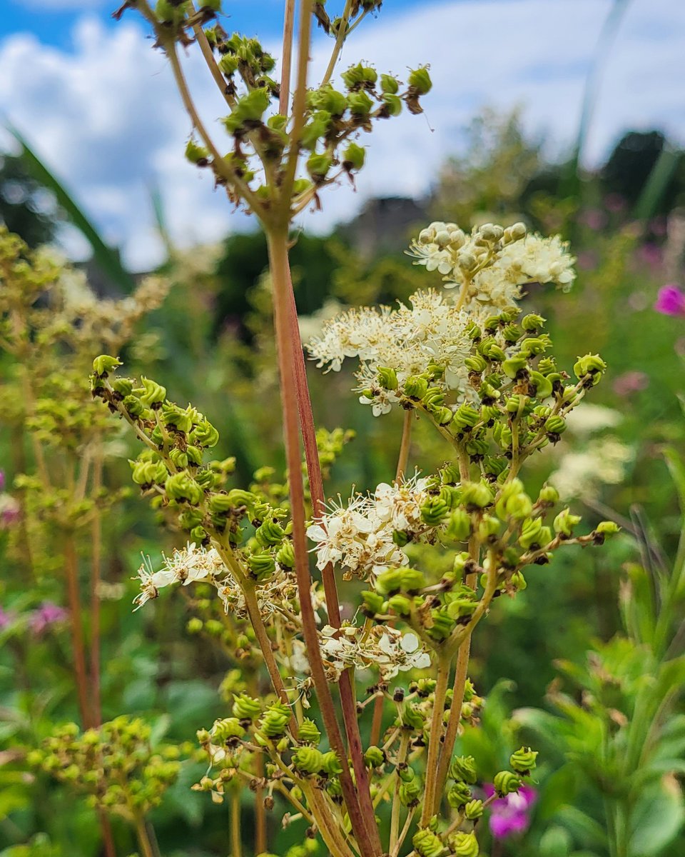 Discovering serenity in Dublin's wild corners. 🌿 

Foraging is an important part of our ethos at Delahunt. Next time you visit ask us about our journey with foraging (and separately, farming!) in Dublin. 

#foraging #dublinrestaurant #michelinguide #irishfood #dublin