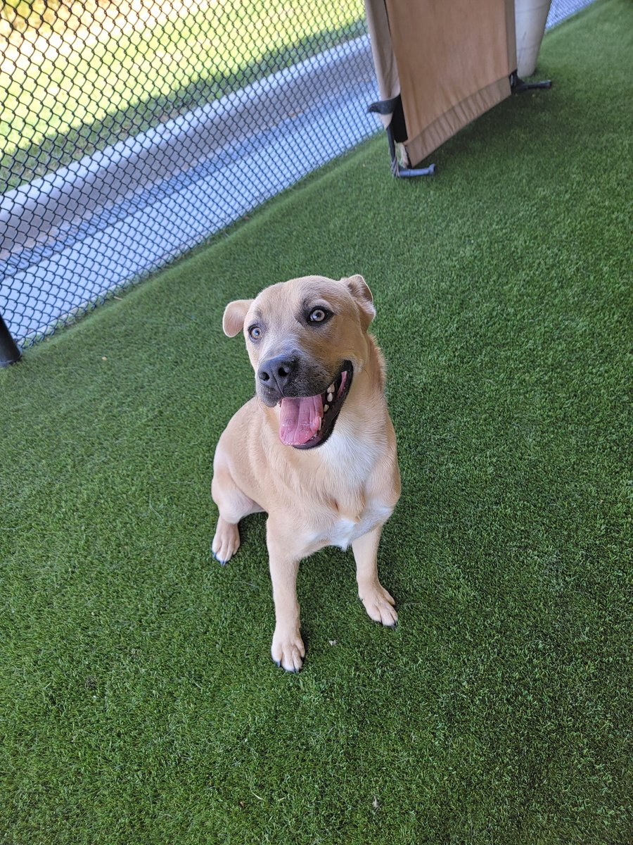 CityofCoppell's tweet photo. Say hello to Zuko! 🐾

They're an energetic Lab/Shepard mix looking for an active and playful friend. Adopt from Coppell Animal Services  and make this summer extra special by giving a furry friend a loving home! 💕

View adoptable animals at https://t.co/5XMVky0LVv. https://t.co/OMekfiQ92c