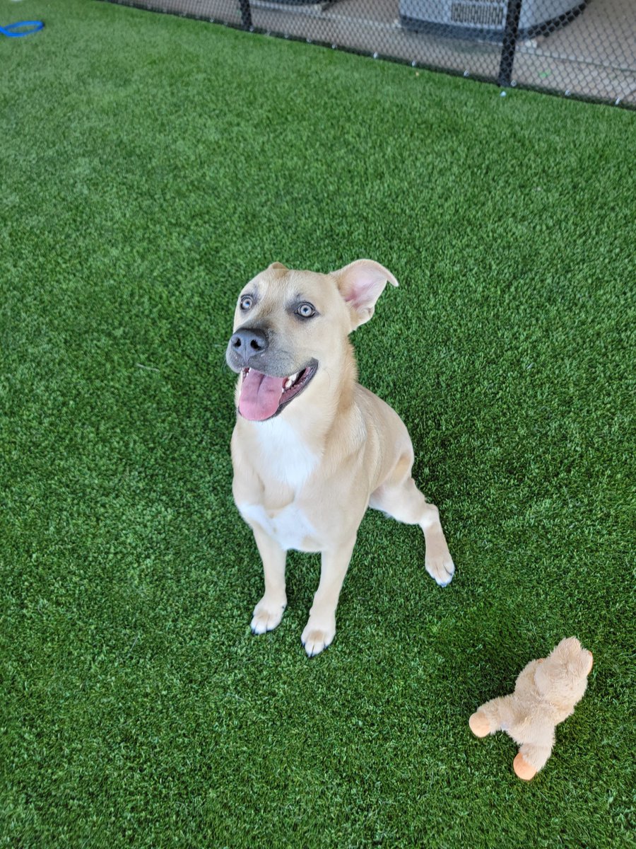 CityofCoppell's tweet photo. Say hello to Zuko! 🐾

They're an energetic Lab/Shepard mix looking for an active and playful friend. Adopt from Coppell Animal Services  and make this summer extra special by giving a furry friend a loving home! 💕

View adoptable animals at https://t.co/5XMVky0LVv. https://t.co/OMekfiQ92c
