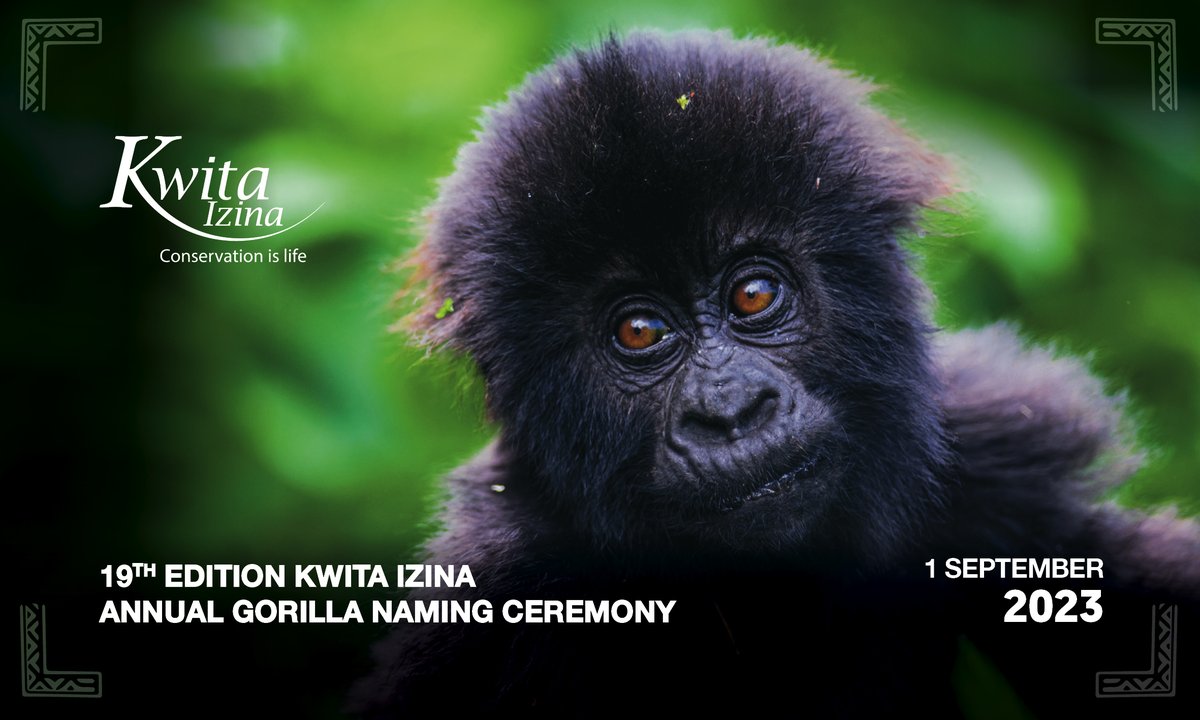 Save the date 🗓️ The 19th Kwita Izina Gorilla Naming Ceremony will take place on 1 September 2023! Join us at the foothills of @VolcanoesPark in the ultimate celebration of nature and conservation. More rdb.rw/rwandas-annual… #KwitaIzina🦍| #VisitRwanda🇷🇼