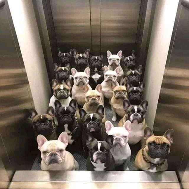 Bulldoglovers02's tweet photo. Watching movie 🎥
#Frenchie #frenchielover https://t.co/6m8XVspzwK
