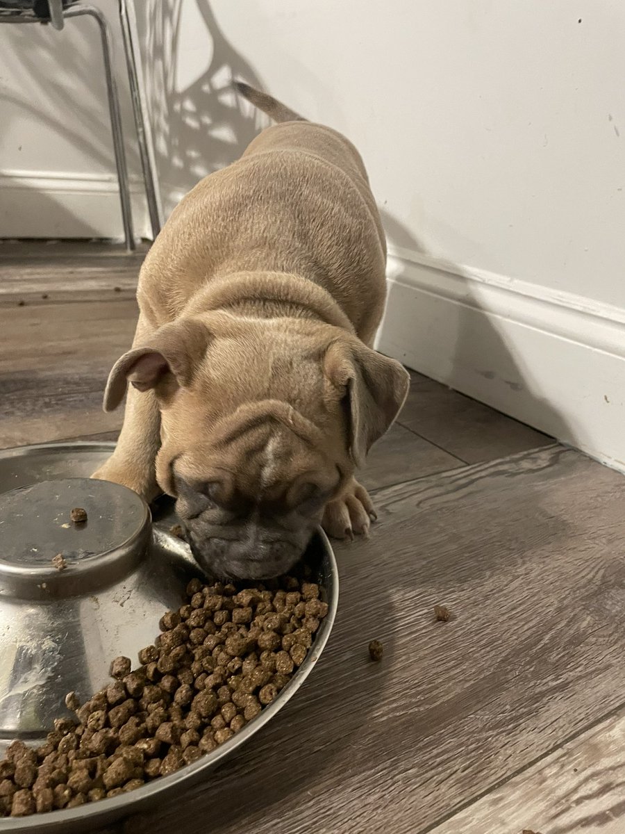 MOBE215's tweet photo. AMERICAN BULLY FOR SALE 
  LOCATED IN PHILADELPHIA PA DM ME https://t.co/kqEYbyTXP4