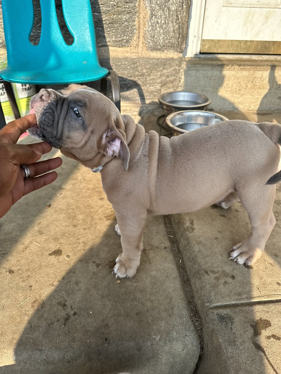MOBE215's tweet photo. AMERICAN BULLY FOR SALE 
  LOCATED IN PHILADELPHIA PA DM ME https://t.co/kqEYbyTXP4