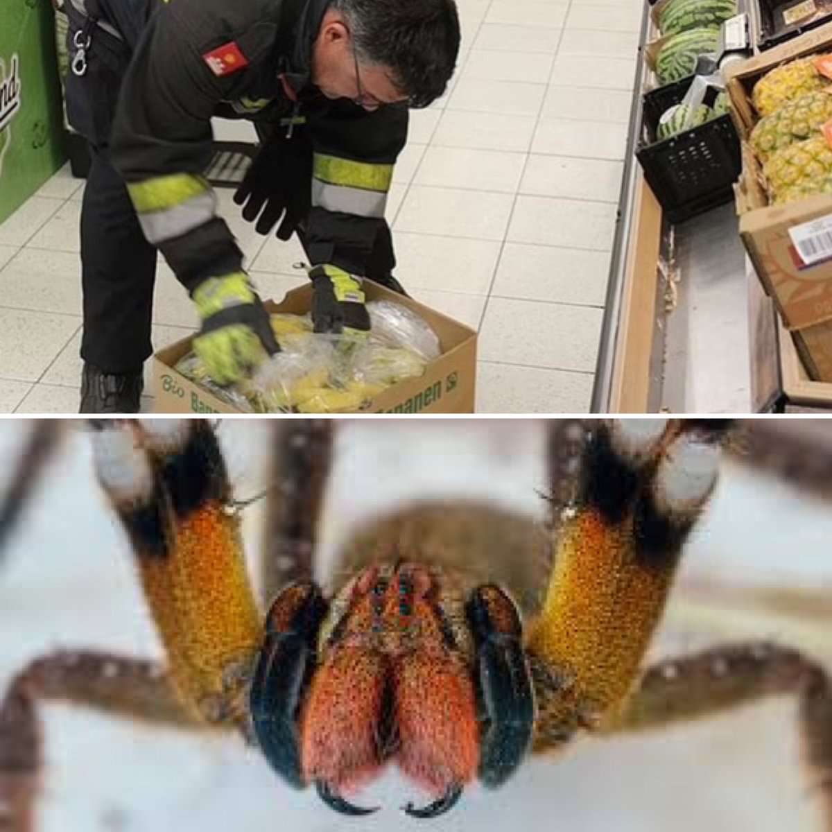 CerfiaFR's tweet image. 🇦🇹🕷️ INSOLITE | Un supermarché en #Autriche a été évacué après qu'une araignée très venimeuse a été repérée dans le magasin. 

👉 Sa morsure peut non seulement tuer, mais aussi provoquer des érections permanentes.